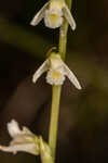 Florida lady's tresses